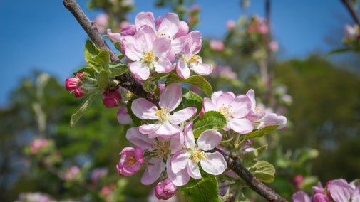 Apple blossom at Gibside, Tyne & Wear